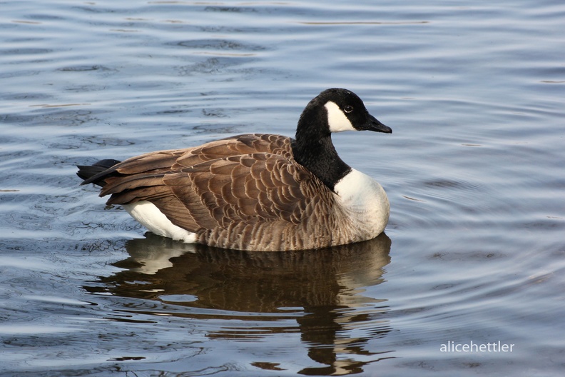 Kanadagans (Branta canadensis)